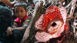 rafflesia1
